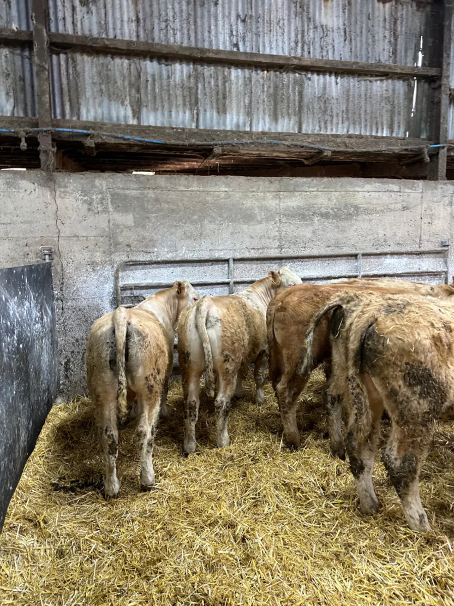 Charolais Simmental and lim bullocks - Image 1