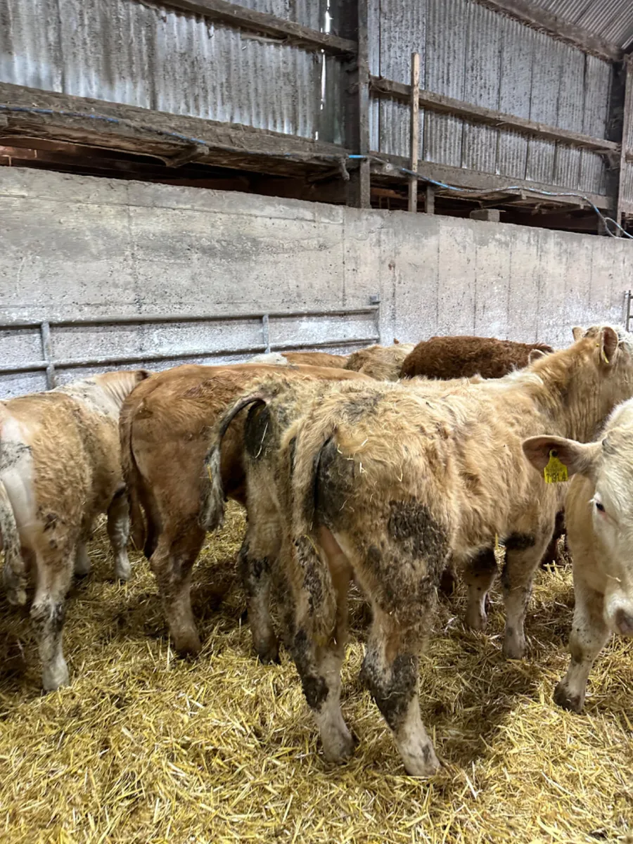 Charolais Simmental and lim bullocks - Image 2