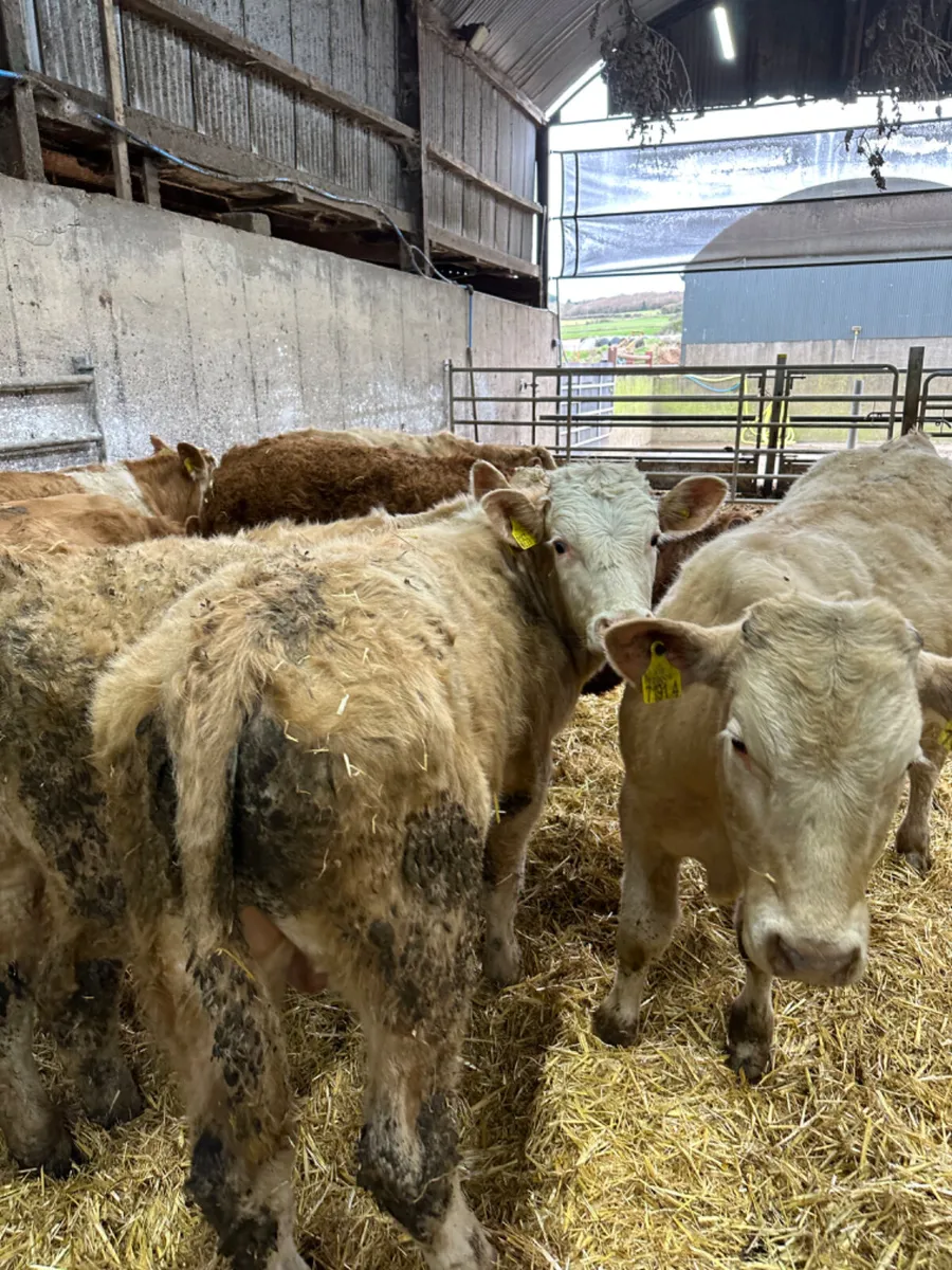 Charolais Simmental and lim bullocks - Image 3