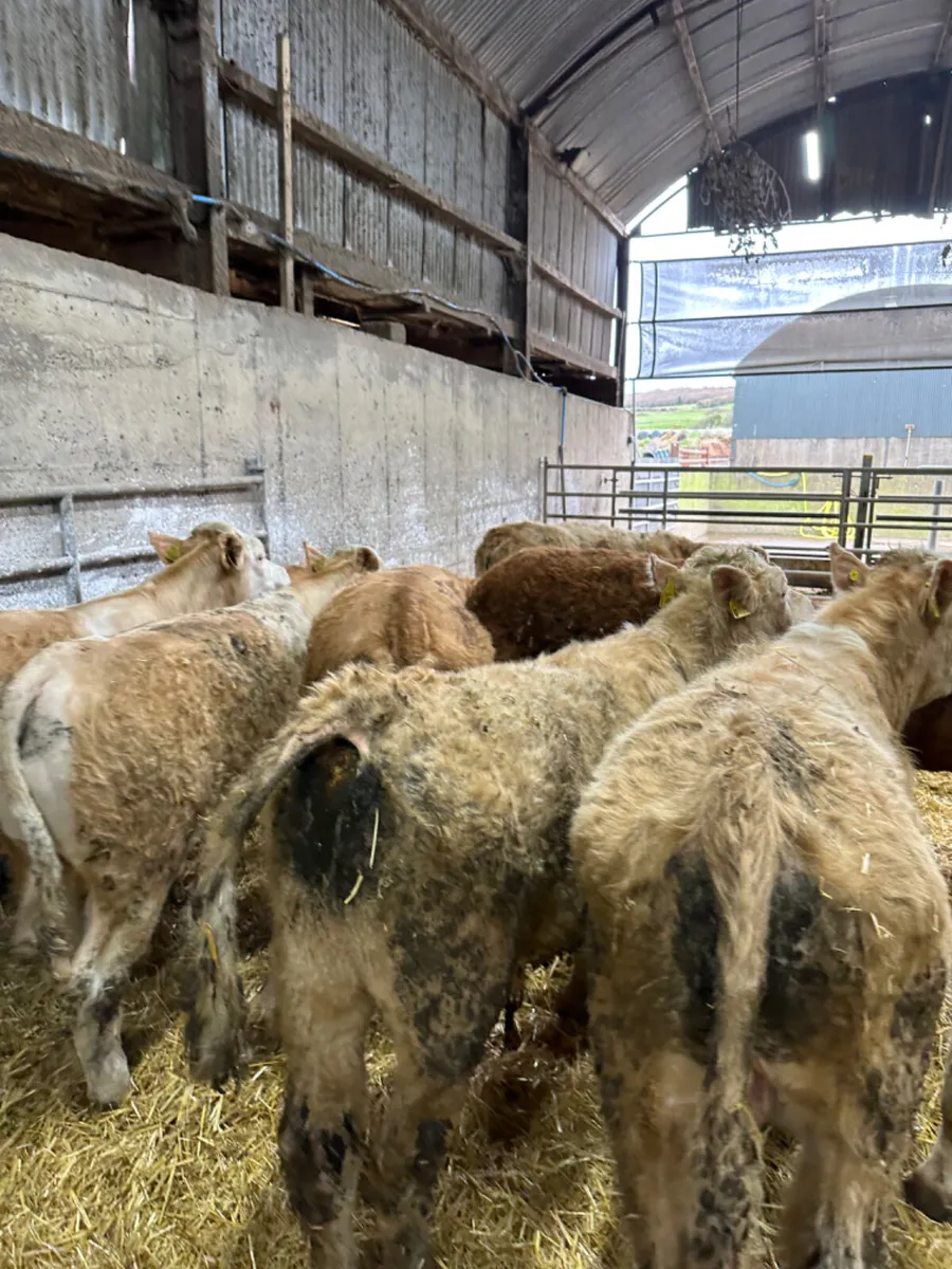 Charolais Simmental and lim bullocks - Image 4
