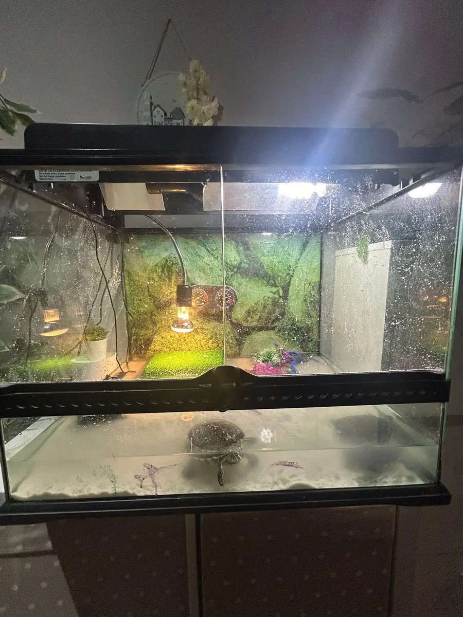 Turtle pair with complete setup - Image 2
