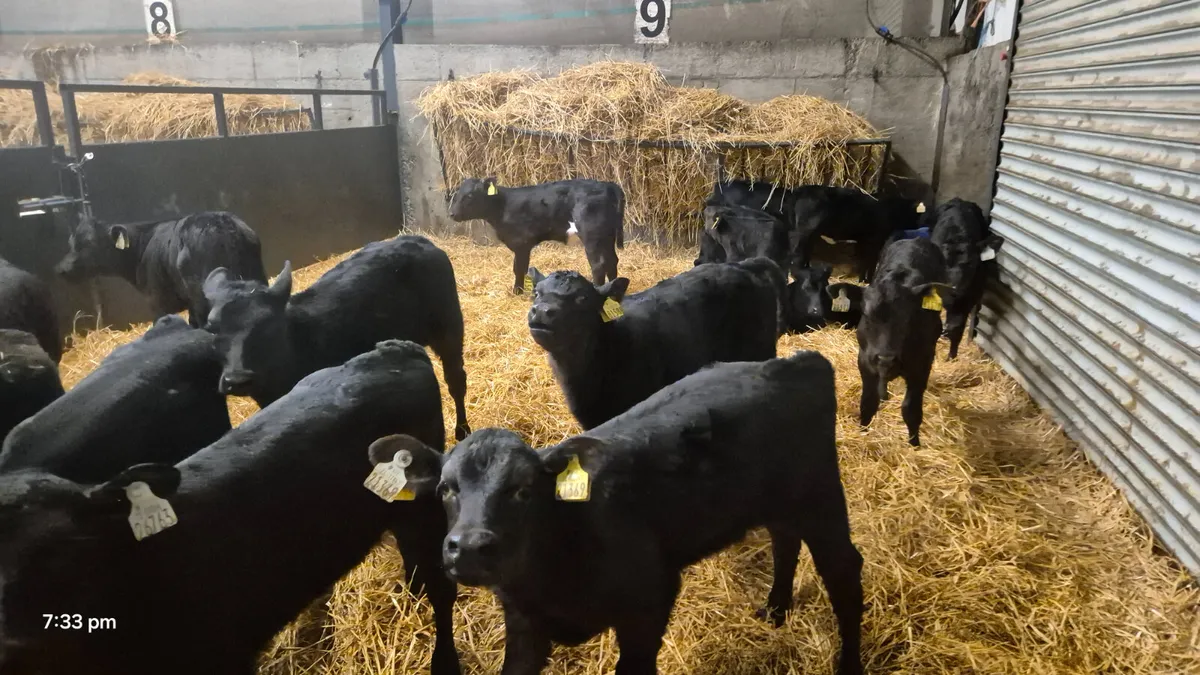 16 Quality Aberdeen Angus Heifer calves for sale - Image 3