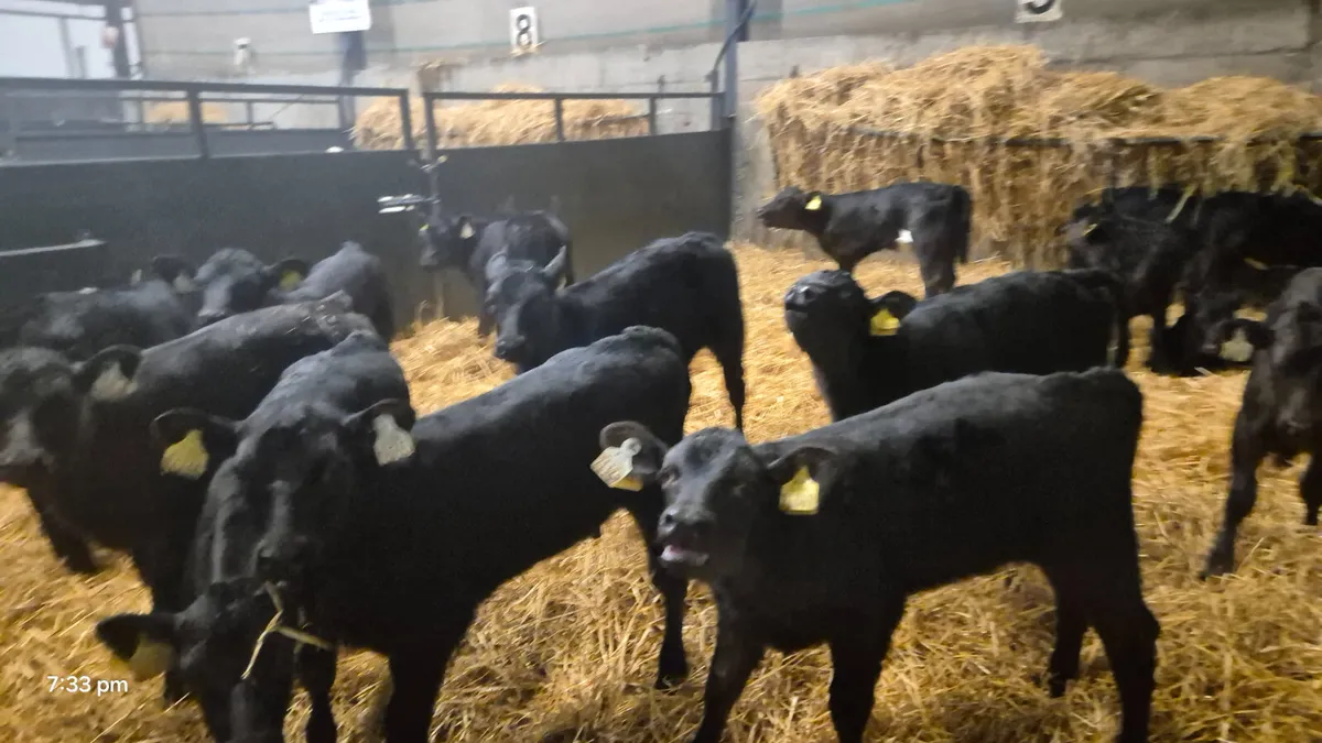 16 Quality Aberdeen Angus Heifer calves for sale - Image 1