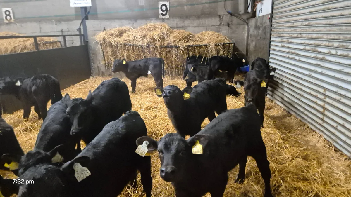 16 Quality Aberdeen Angus Heifer calves for sale - Image 4