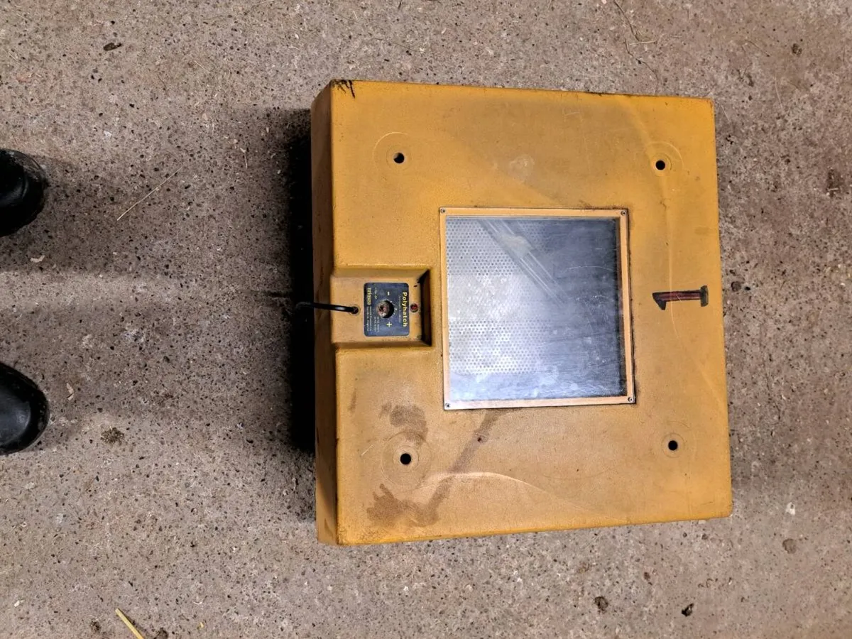 Hybrid RIR Pullets plus Brinsea incubators - Image 3