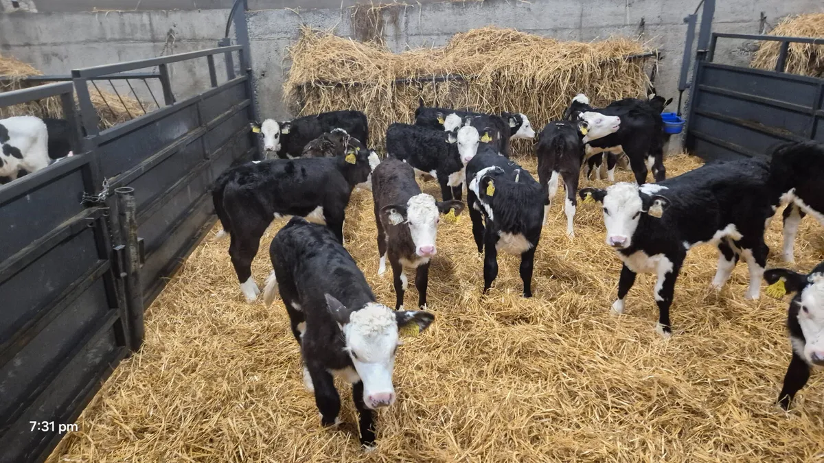 18 Quality Hereford heifer calves for sale - Image 3