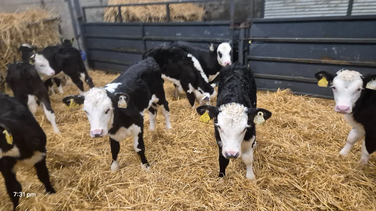 18 Quality Hereford heifer calves for sale - Image 4