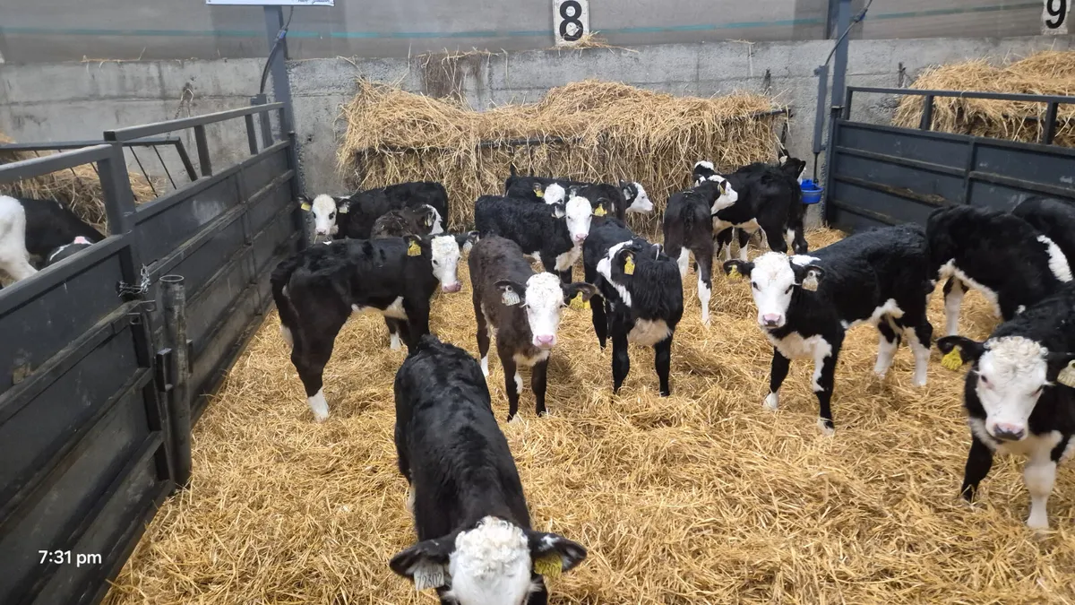 18 Quality Hereford heifer calves for sale - Image 1