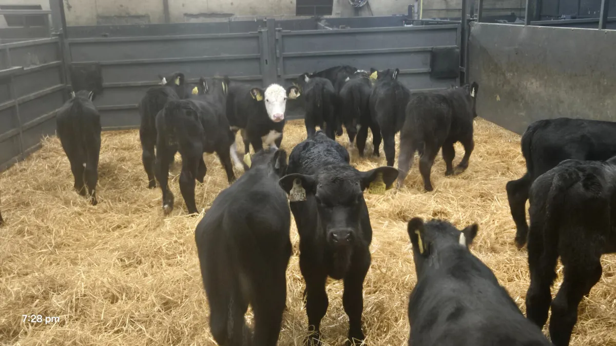 20 Quality AA HE Bull calves for sale - Image 1