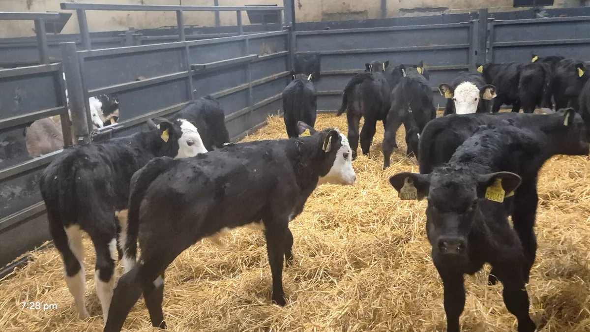 20 Quality AA HE Bull calves for sale - Image 2