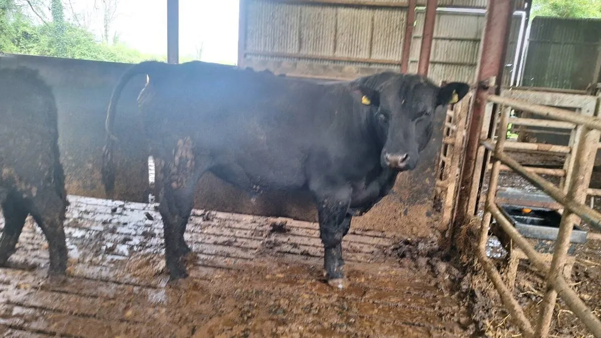 Aa bulls for sale - Image 3