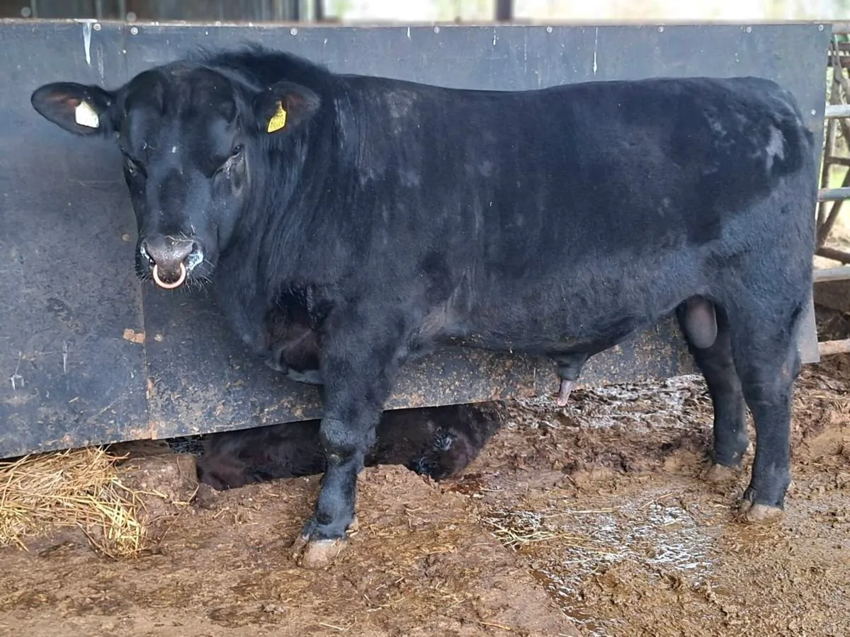 Aa bulls for sale - Image 4