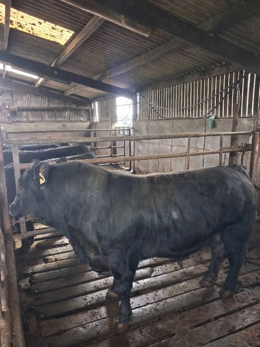 Angus bulls - Image 2