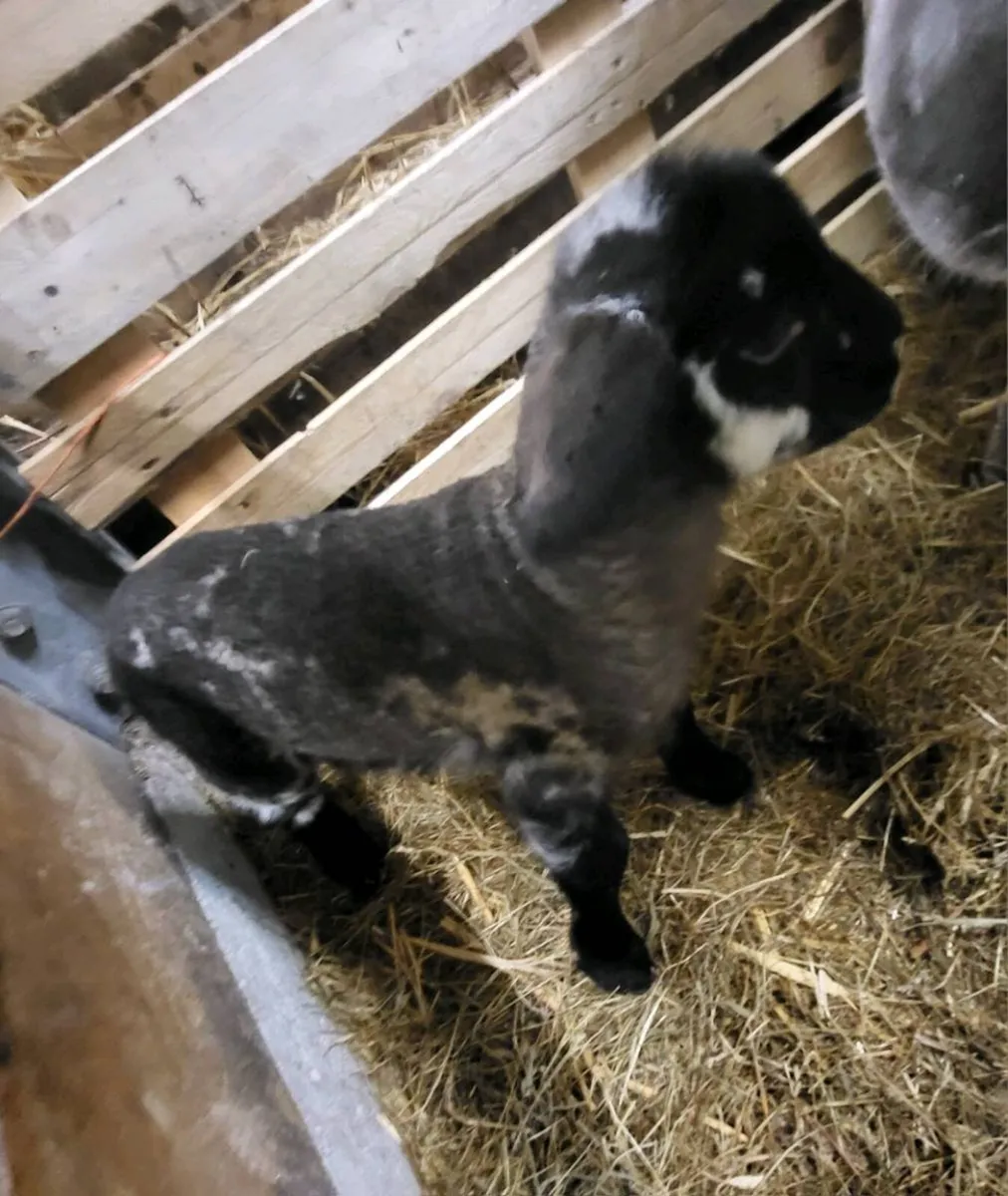 Pet Lamb (Gone)*** - Image 1
