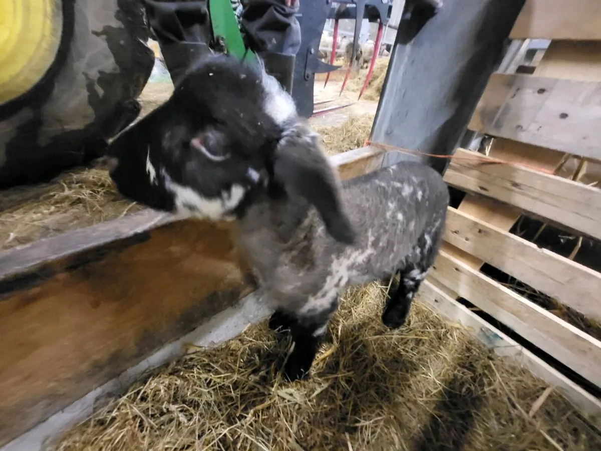 Pet Lamb (Gone)*** - Image 2