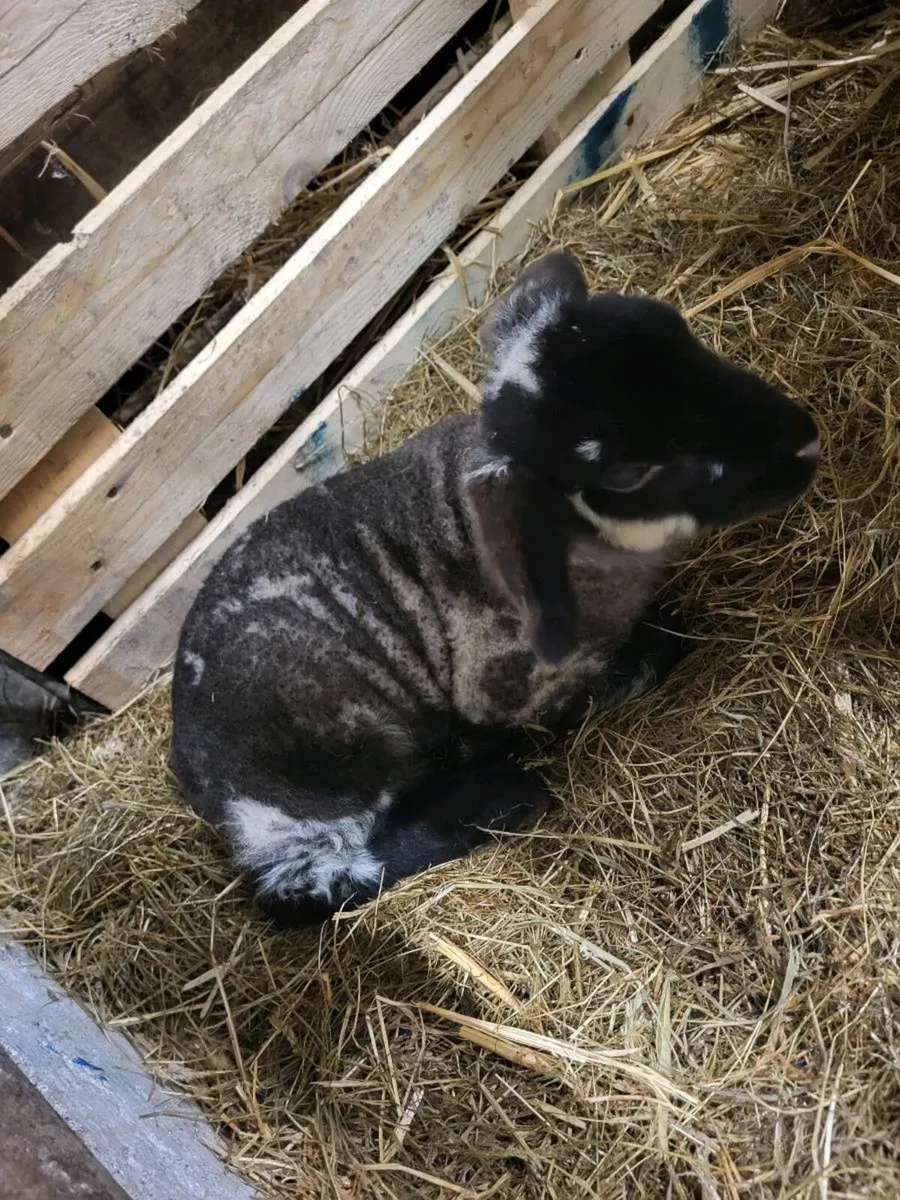 Pet Lamb (Gone)*** - Image 3