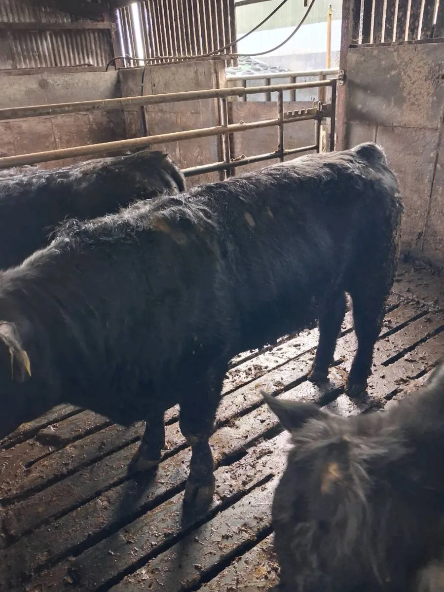 Angus bulls - Image 1