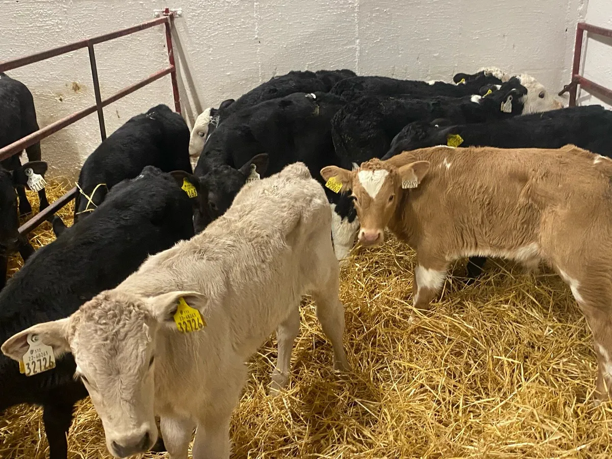 10 Bull Calves - Image 1