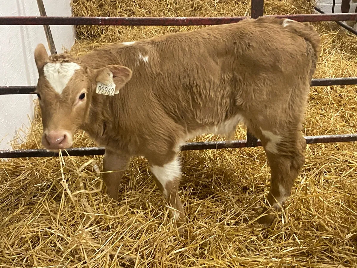 10 Bull Calves - Image 2