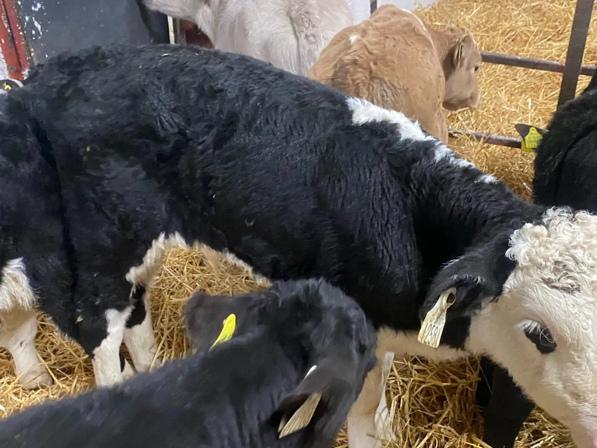 10 Bull Calves - Image 4