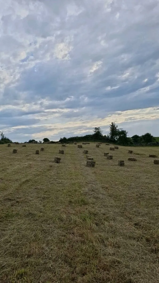 Hay - Image 1