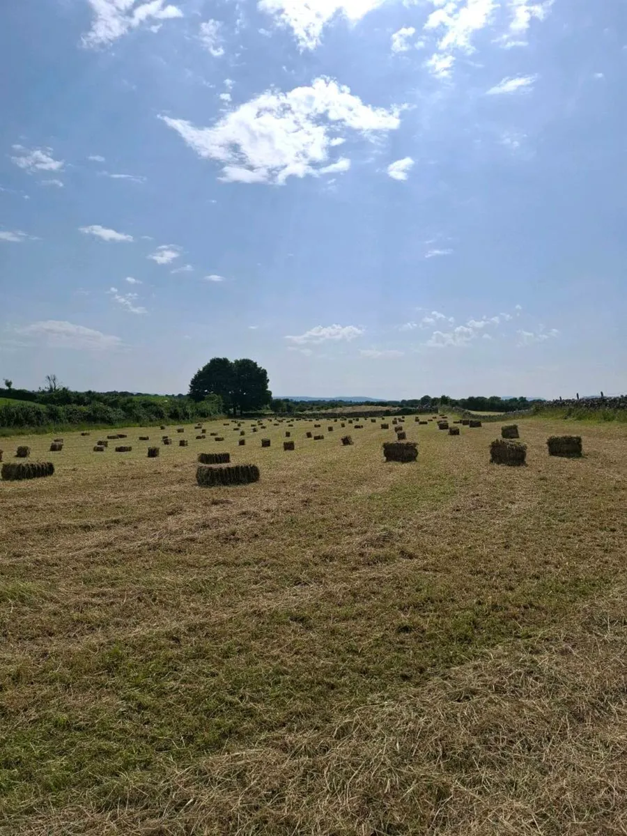 Hay - Image 2
