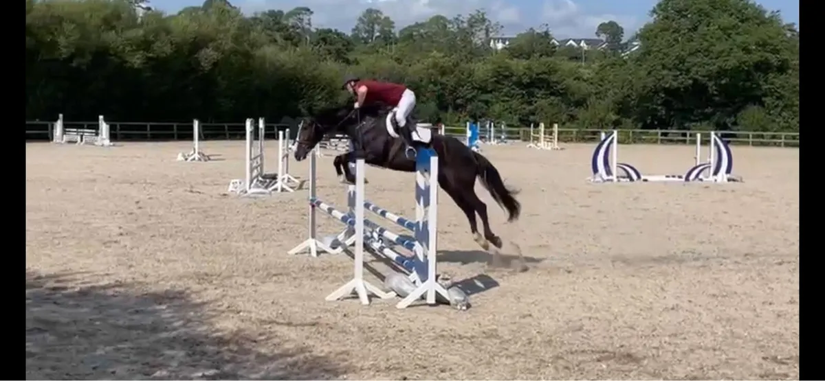 9yr old Irish sport horse - Image 1