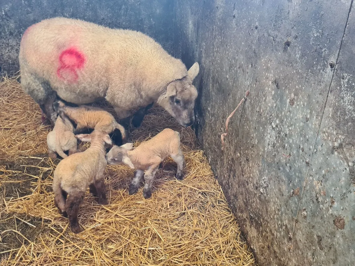 Foster/ Pet lambs - Image 2