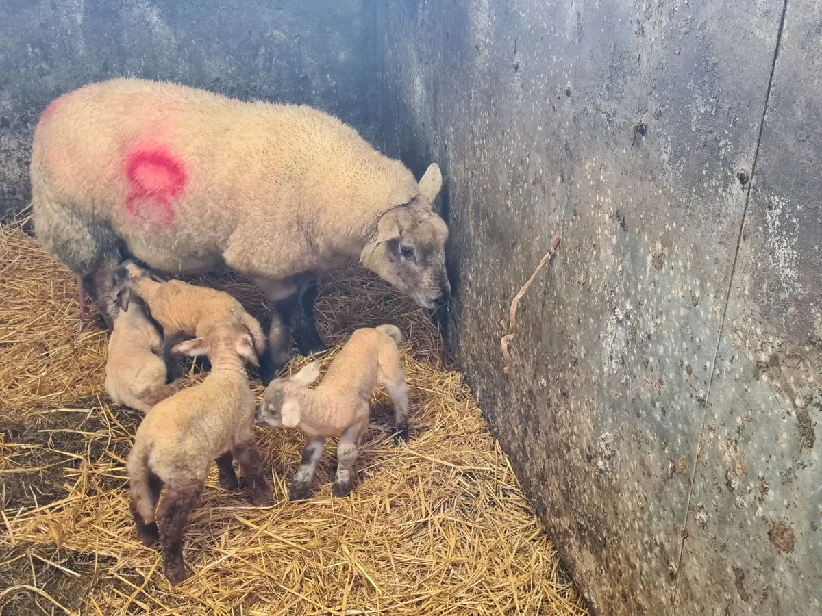 Foster/ Pet lambs - Image 1