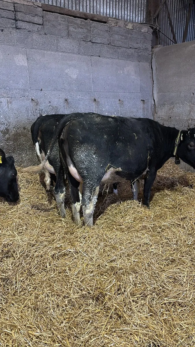 Incalf heifers - Image 1