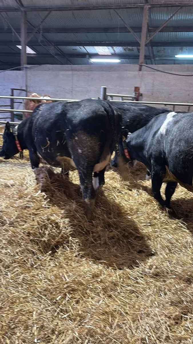 Incalf heifers - Image 2