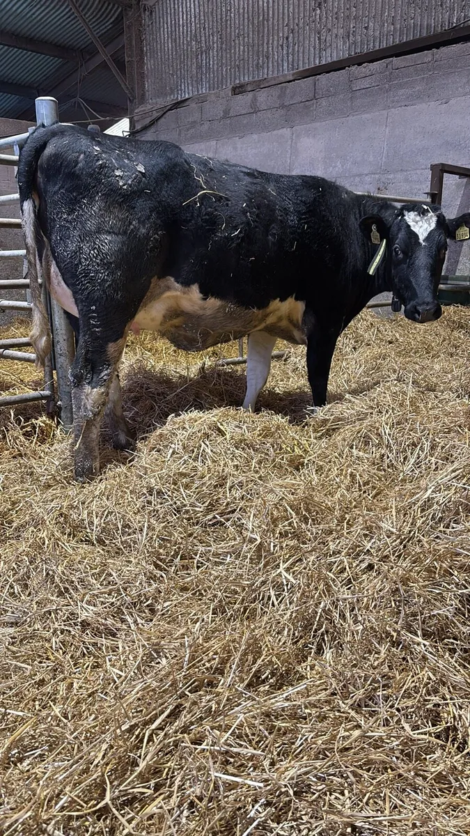 Incalf heifers - Image 3