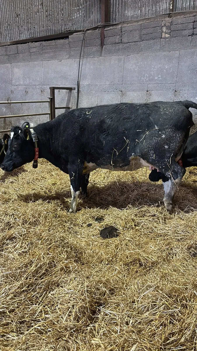 Incalf heifers - Image 4