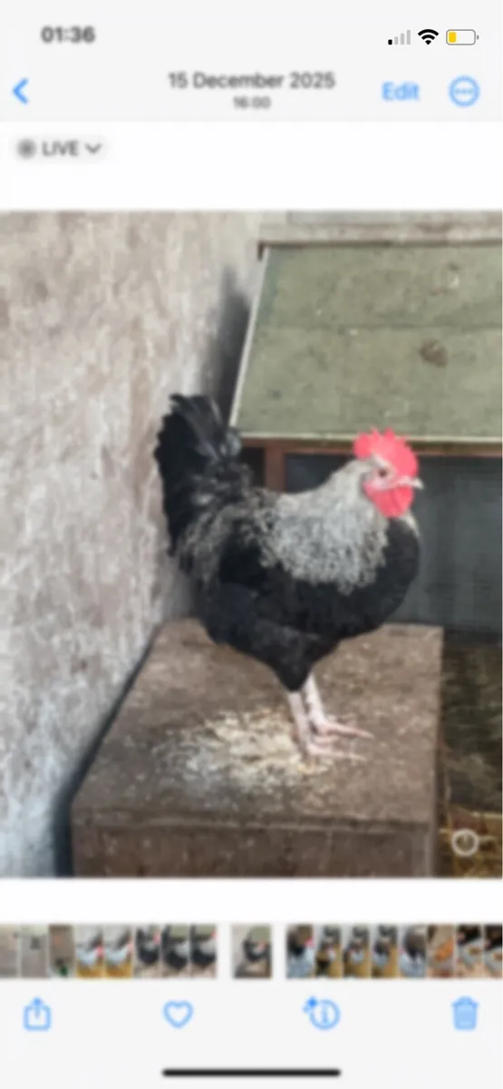 Rooster - Image 4