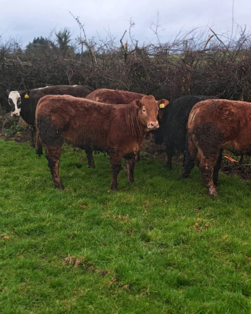 5  super cow makers - Image 4