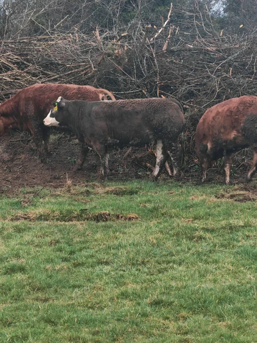 5  super cow makers - Image 1