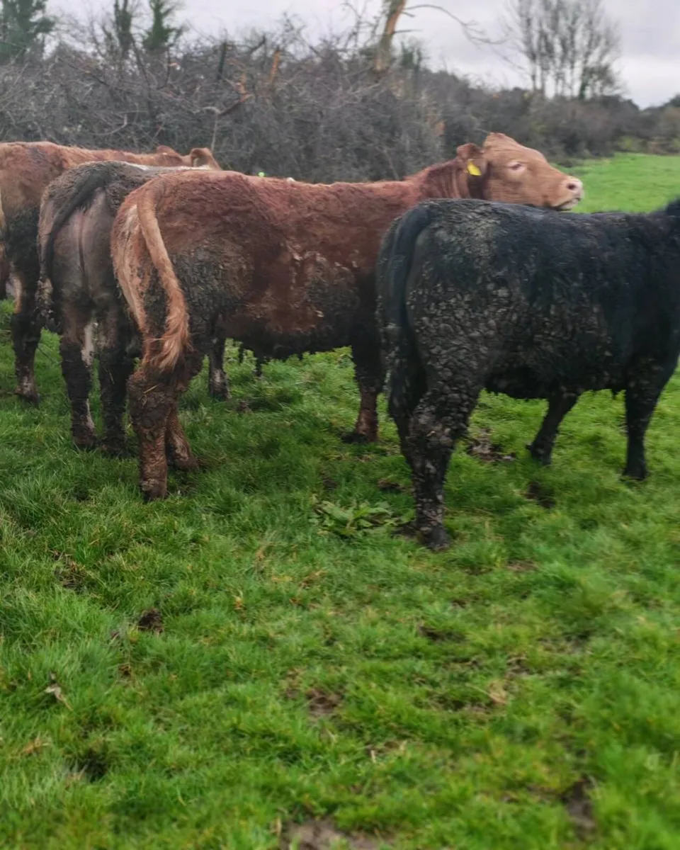 5  super cow makers - Image 2