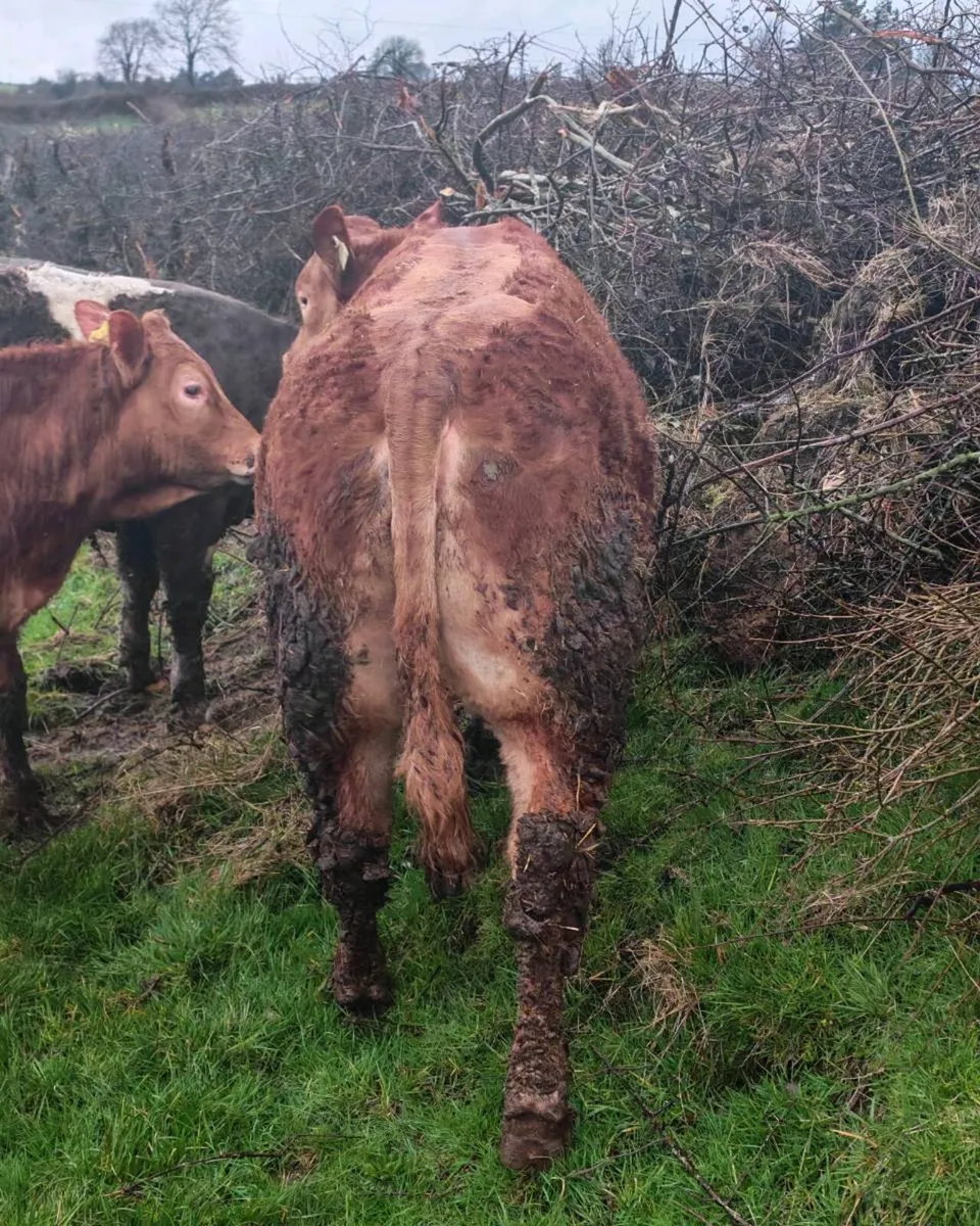 5  super cow makers - Image 3