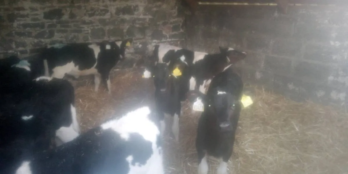 Friesian heifer calces