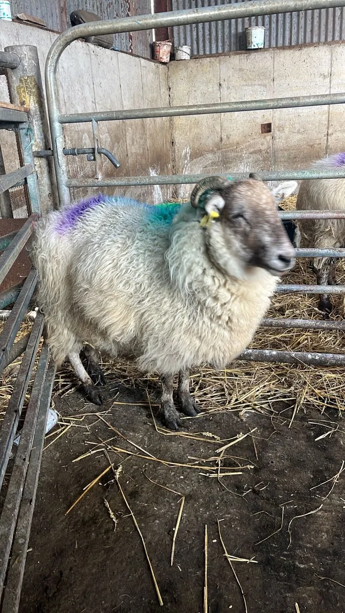 Foster Ewe