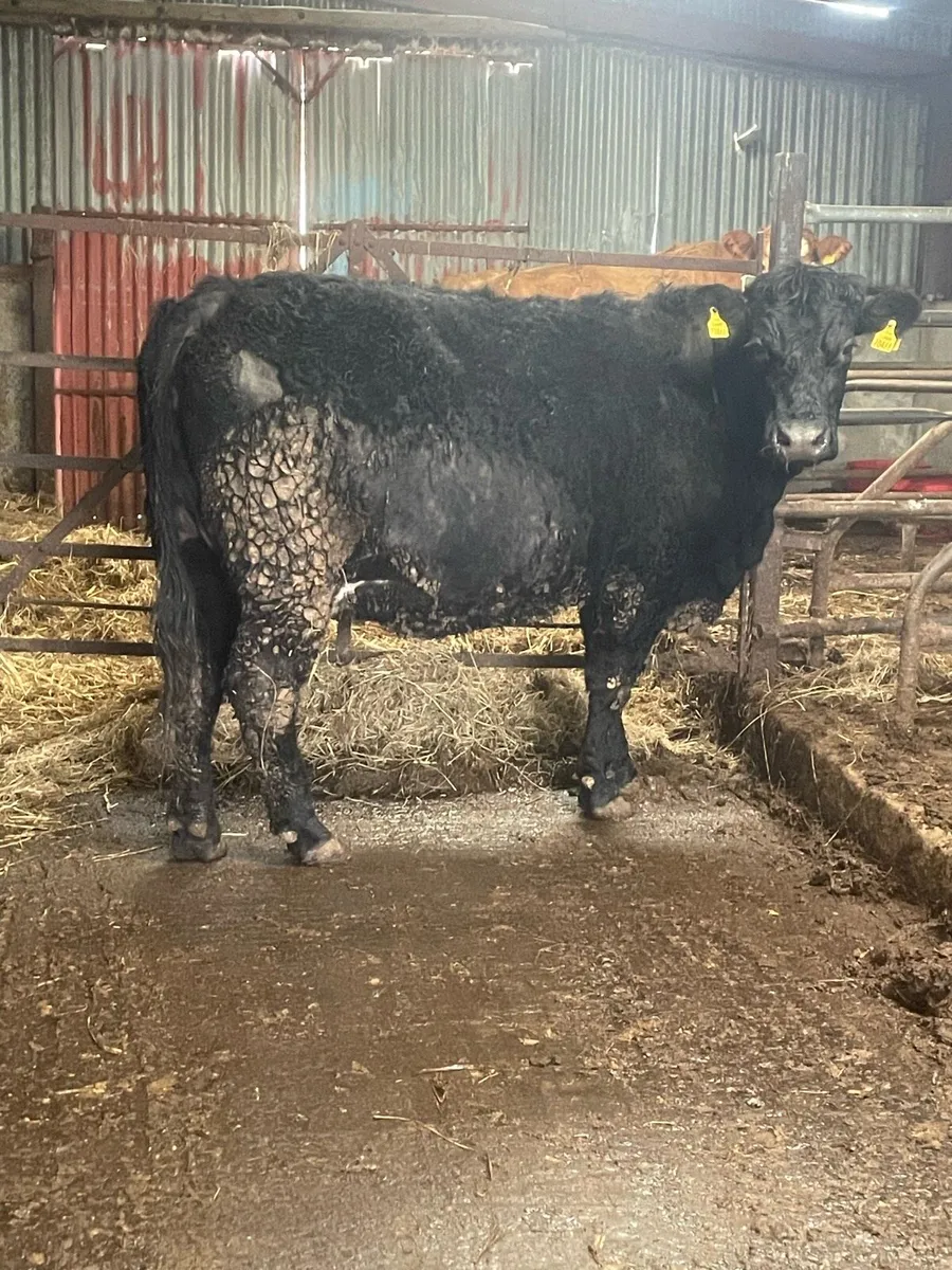 Super saler incalf cow to pb Charolais bull - Image 2