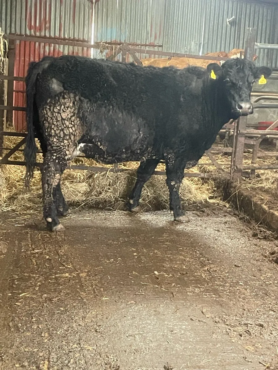 Super saler incalf cow to pb Charolais bull - Image 3