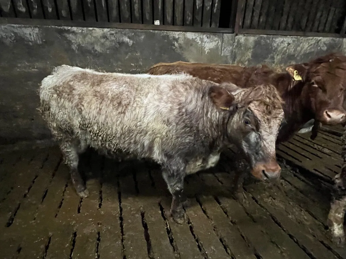 Roan Shorthorn heifer - Image 3