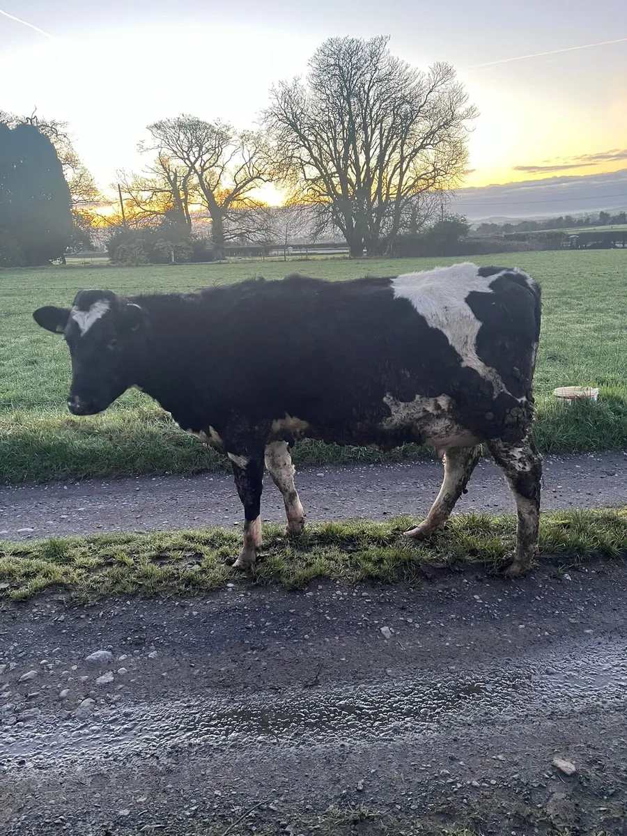 11 1st calved hfs for sa6 - Image 1