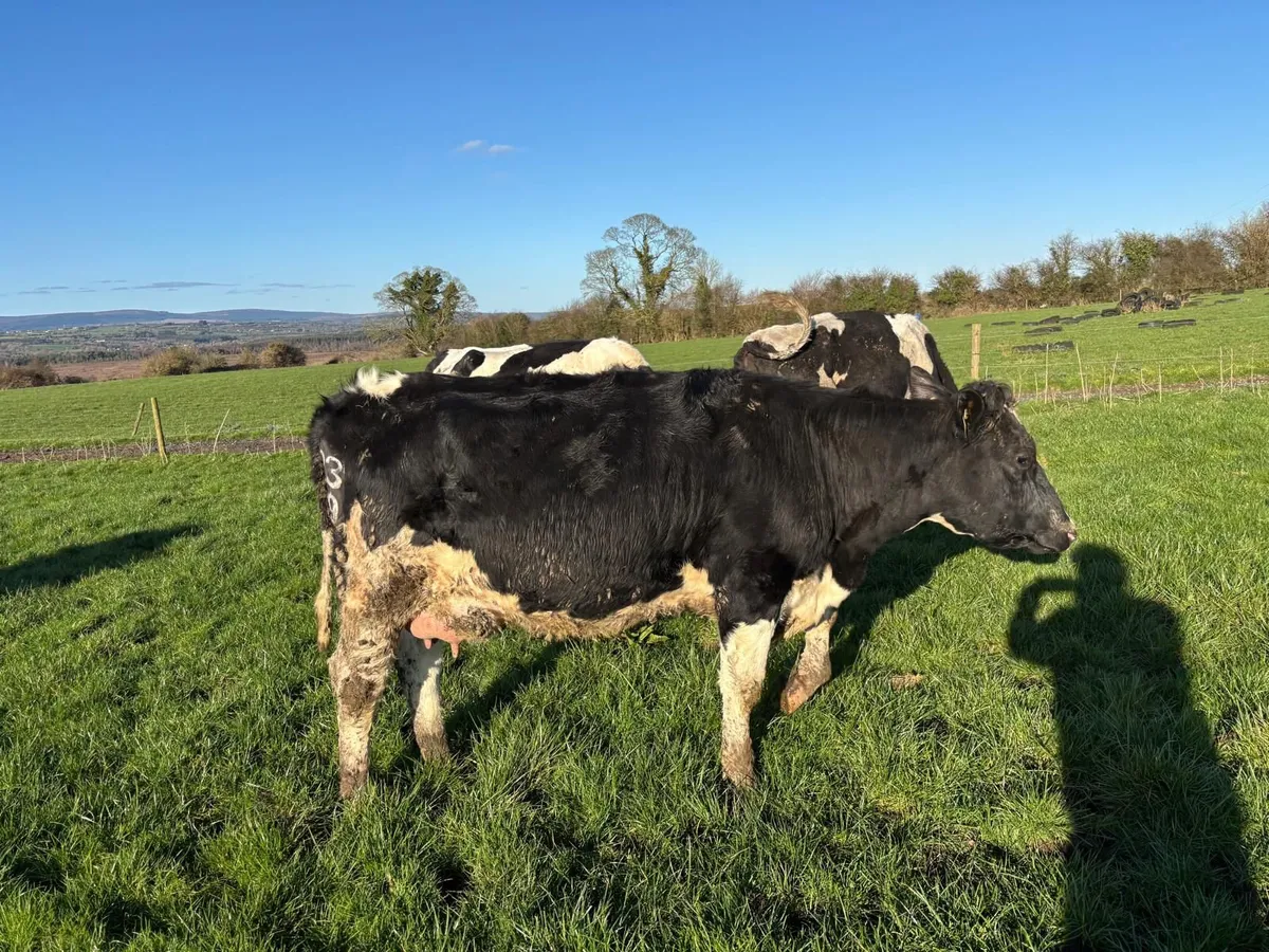 11 1st calved hfs for sa6 - Image 2