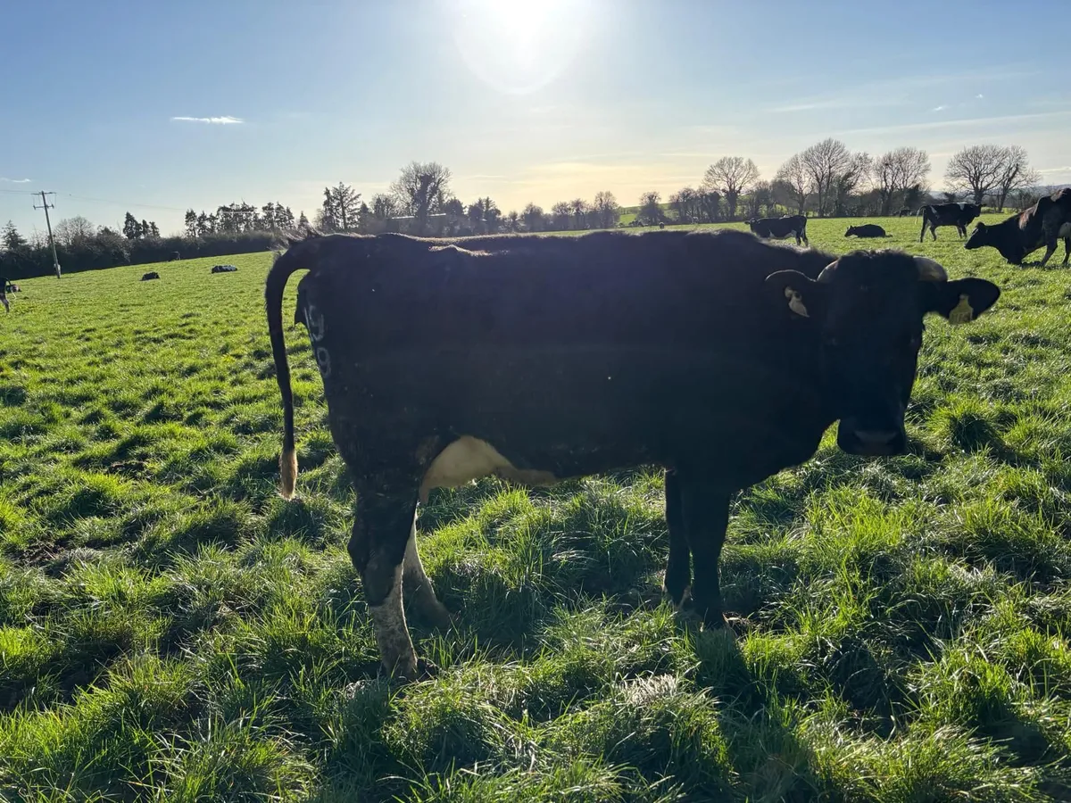 11 1st calved hfs for sa6 - Image 4