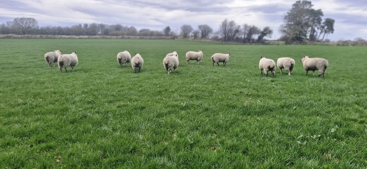 11 heavy ewe hoggets - Image 2