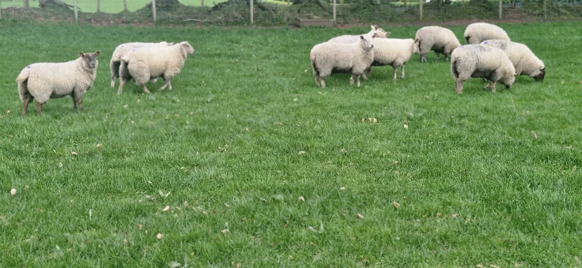 11 heavy ewe hoggets - Image 3