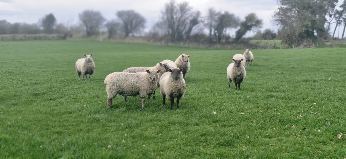 11 heavy ewe hoggets - Image 4