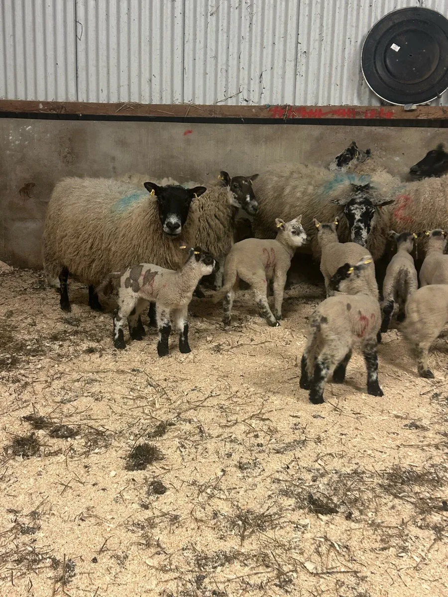 Ewes with lambs at foot - Image 1